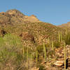 Sabino Canyon.