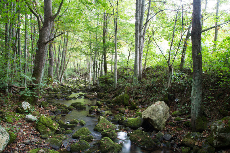 Looking down the moss-covered rocks of Mill Creek from the footbridge.