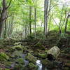 Looking down the moss-covered rocks of Mill Creek from the footbridge.