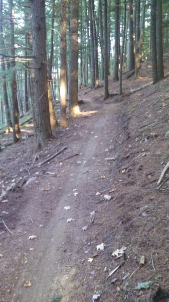 Nice machine-built trail!