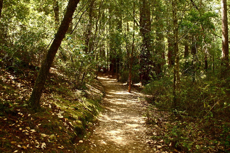 More Sequoia Trail.