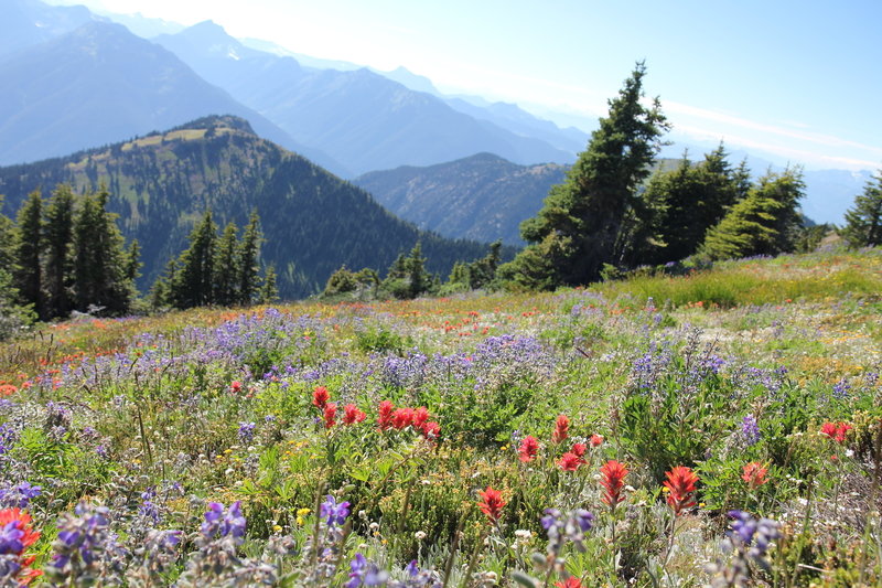 More alpine wildflowers on Mount Outram trail