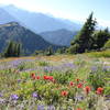 More alpine wildflowers on Mount Outram trail