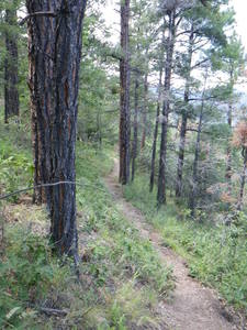 Smooth section of the trail.