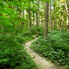 The greens of Lawrence Creek Trail at Fort Benjamin Harrison State Park.