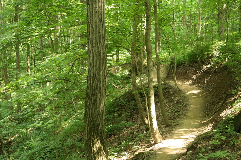 Lawrence Creek bench cut trail showing relief.