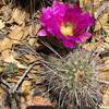 The Beautiful Hedgehog Cactus Flower