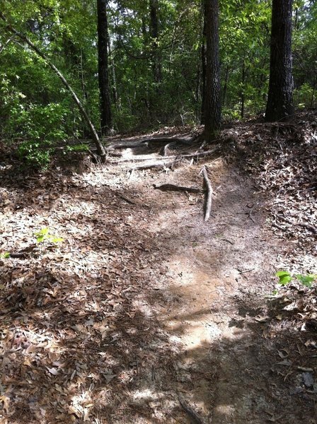 Some rooty sections on the trail