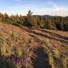 Meadow near trailhead