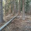 Red fir forest on the way up.