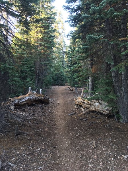 Red fir forest on top of the massif.