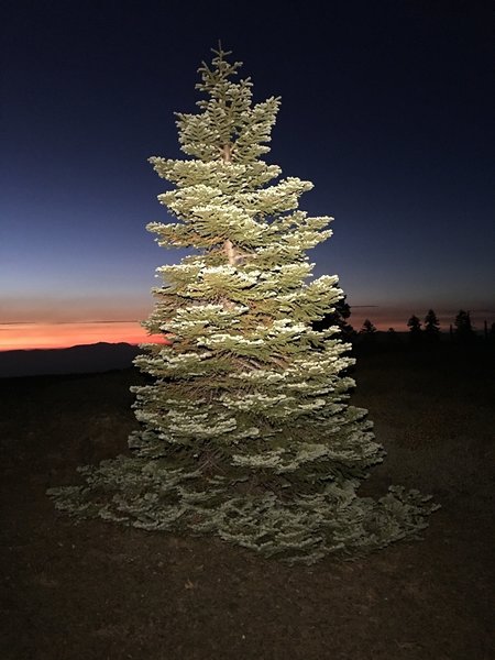 Red fir on Snow Mountain West.