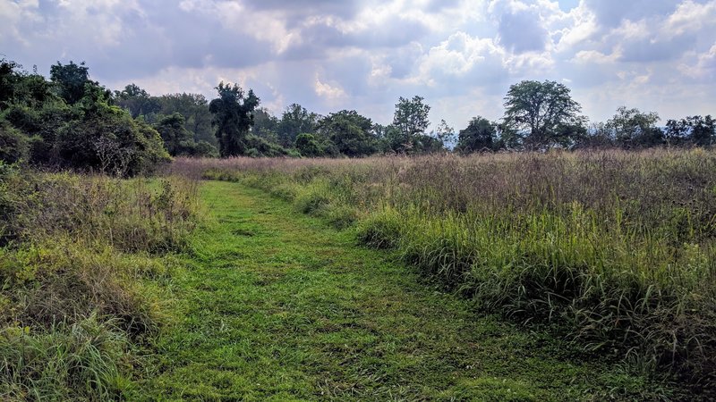 A lovely meadow sits atop the ridgeline on the western flanks of Ted Stiles Preserve.