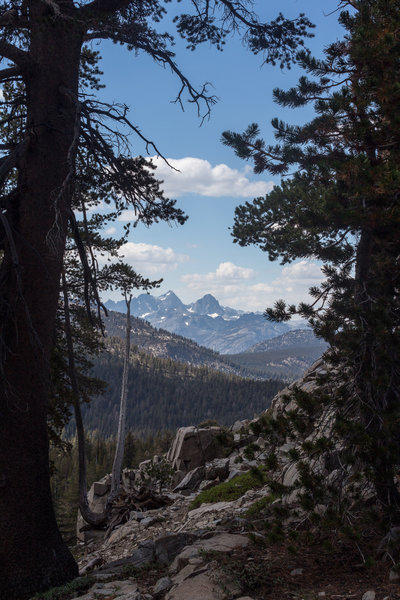 Snowy mountains through the trees on Emerald Lake Trail.