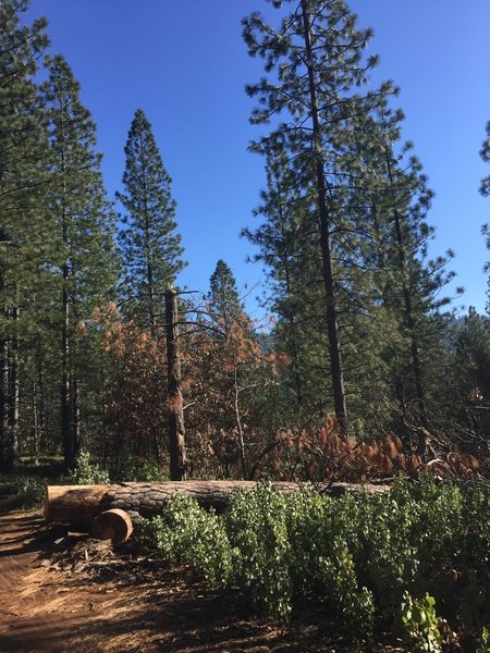 The deep forested trail.