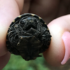 Baby snapping turtle found on the path. Smallest I have ever seen!