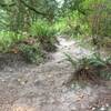 Typical section of the trail. Loose dirt, roots, and rocks.