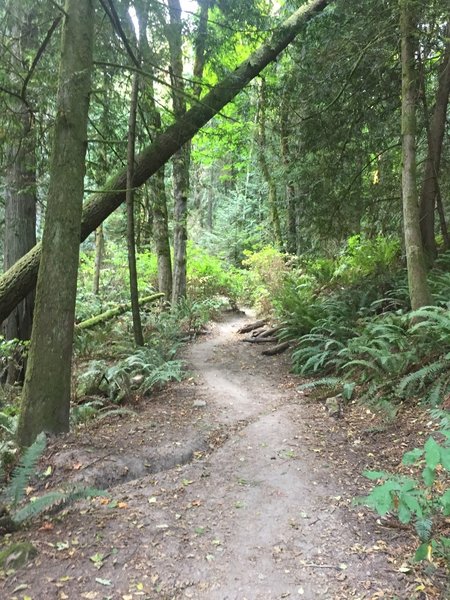 Looking up the trail. You go up and up!