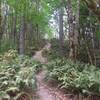 Lots of ferns adorn the trail under the tall tree canopy. You'll be nearly 100% in the shade.