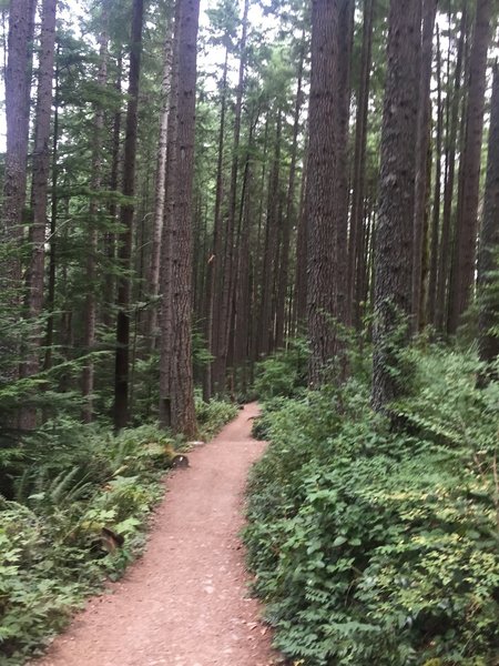 West Tiger #3 - a wide cruiser trail through tall trees with luscious ferns.