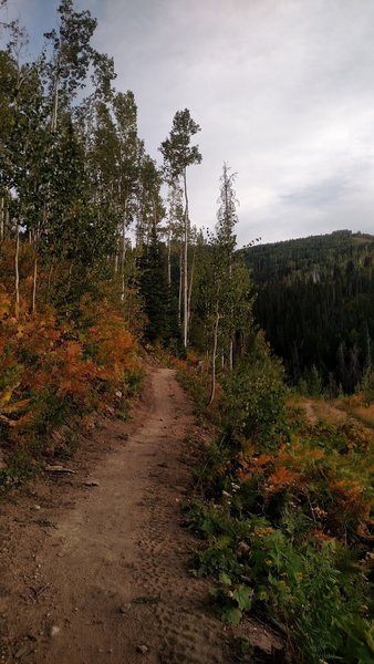 The trail just above the Pony Express lift.