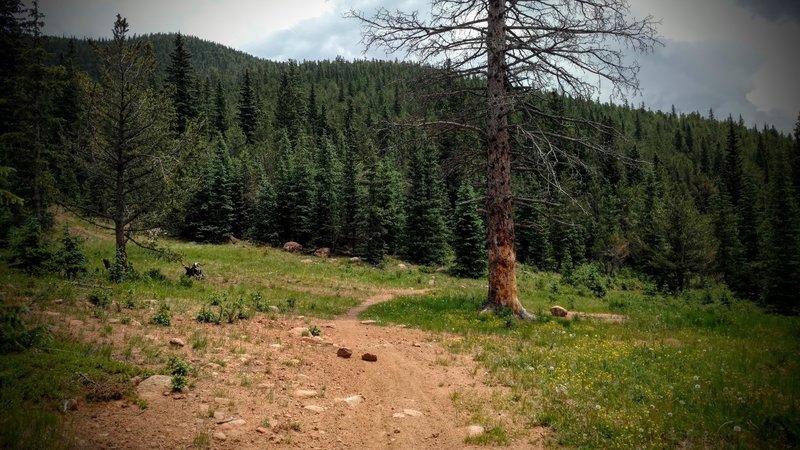 End of the trail just across from East Beaver Creek / Forest Road 379 / Foresters Trail.