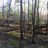 Singletrack through the trees.