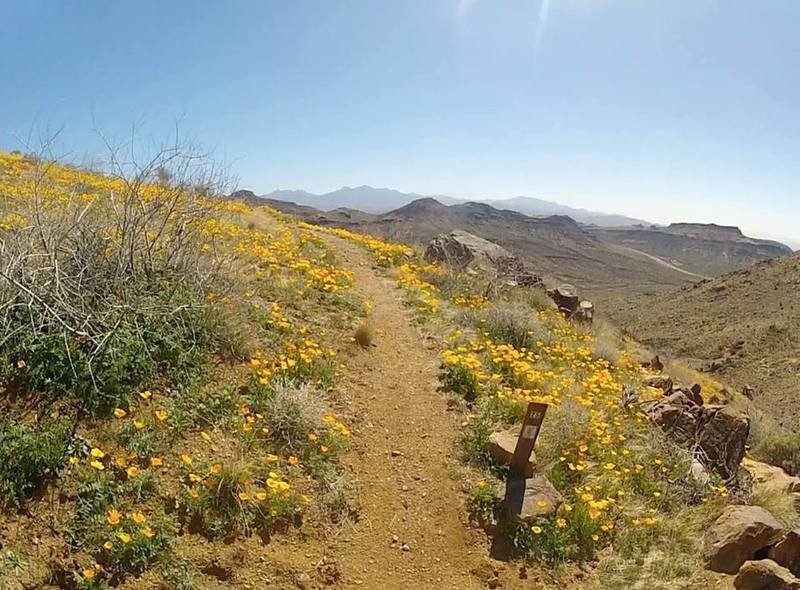 2.5-mile marker on the climb up Badger Trail. Flowers in February!