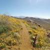 2.5-mile marker on the climb up Badger Trail. Flowers in February!