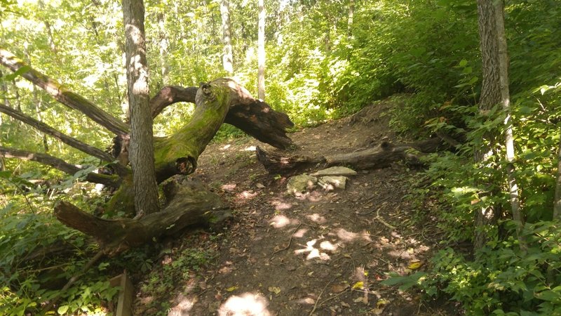 Interesting moss-covered log along the trail.