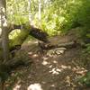 Interesting moss-covered log along the trail.