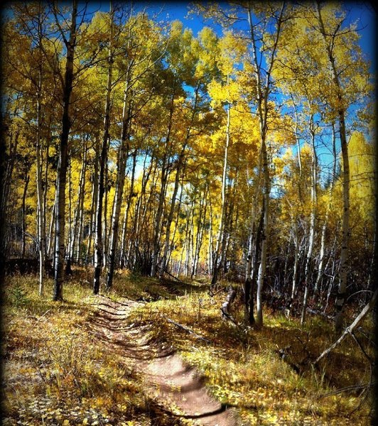 The Green Mountain Trail dives through an aspen grove.