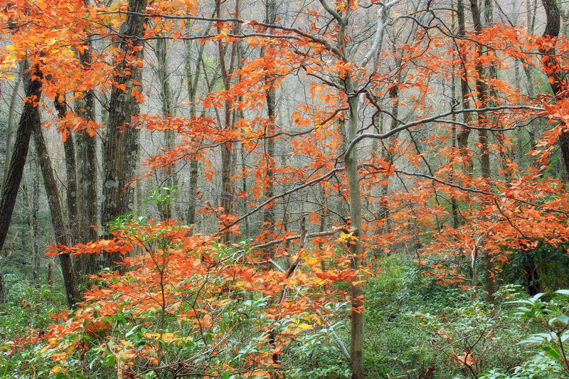 Thickhead Mountain Wild Area