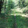 Grassy singletrack