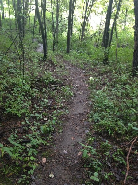 Yellow Creek - Paul Trail - this section is a beginner friendly trail.