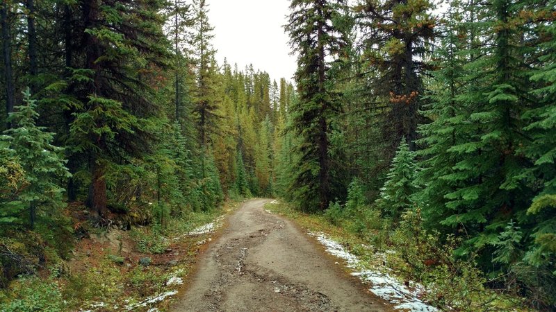 Through the fir forest on the wide lower section of the Bald Hills Trail