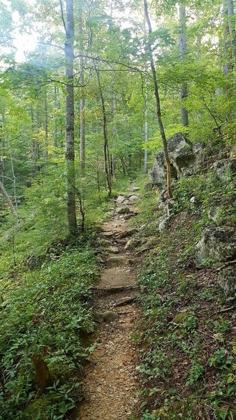 Typical trail condition, with roots and rocks.