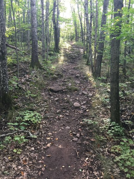 Starting the Escarpment Trail.