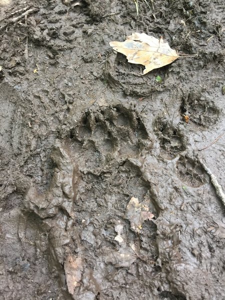 Bear prints