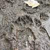 Bear prints