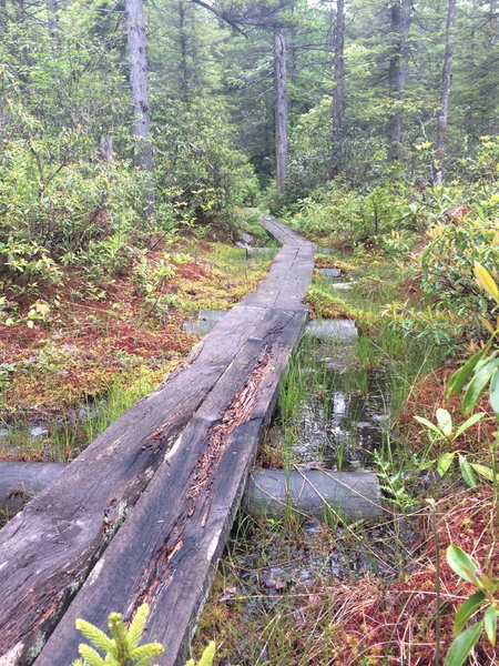 There are some boardwalks over bogs that are badly in need of repair.