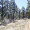 North side is open meadow lands with Ponderosa pines.