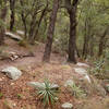 Forest on Pusch Ridge Wilderness Mount Kimball trail.