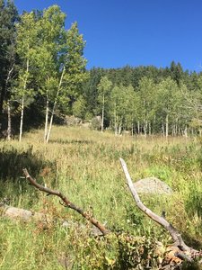 Grove of Aspens