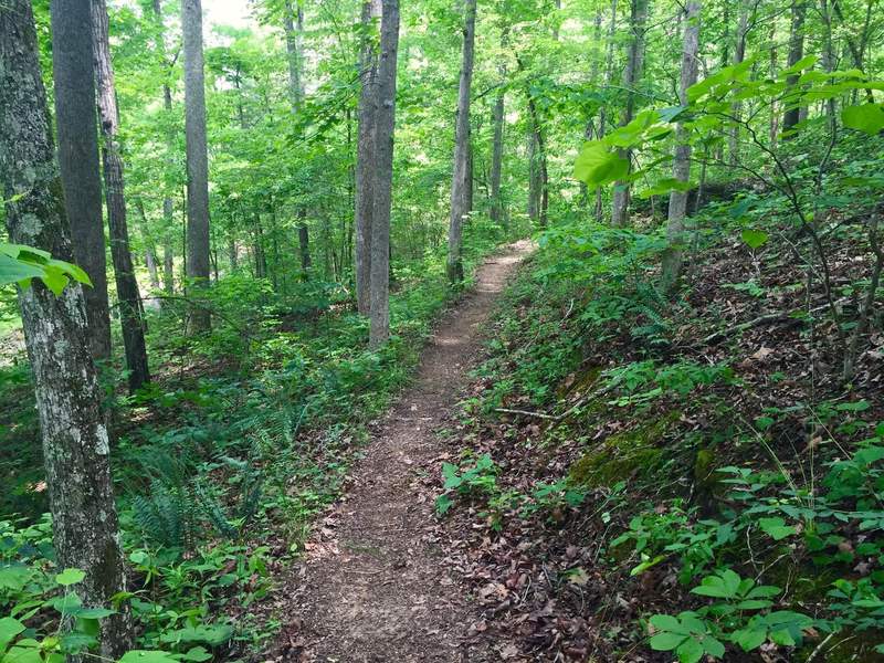 Typical scenery along the lower limb of East Armuchee trail.