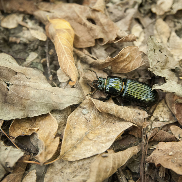 Beetle in the Woods