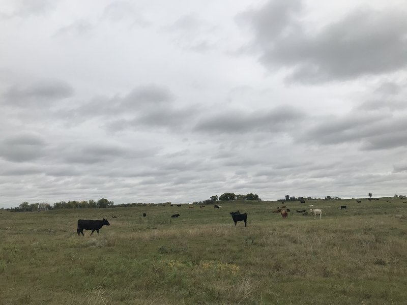 The cows seem okay with humans. We did encounter a few standing/laying on the actual trail itself, which was a little tense (they're big!), but we walked around and didn't interact with them, and they left us alone.