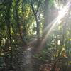 Trail winding through local flora