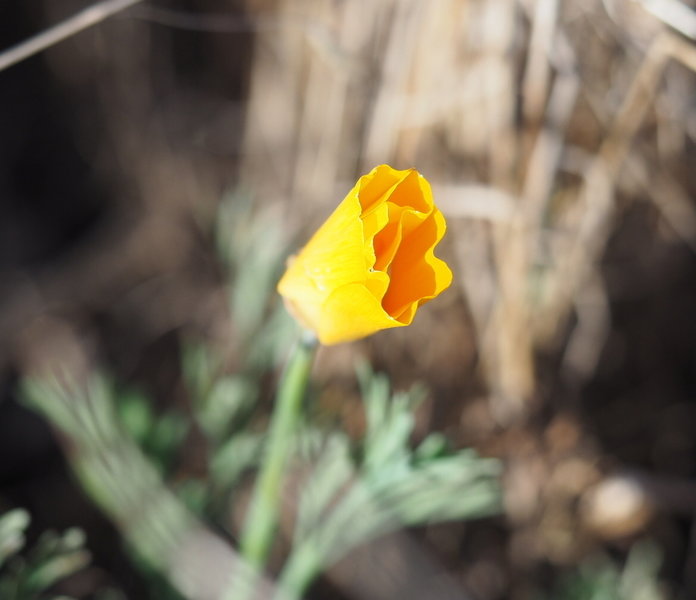A soon-to-bloom California Golden Poppy