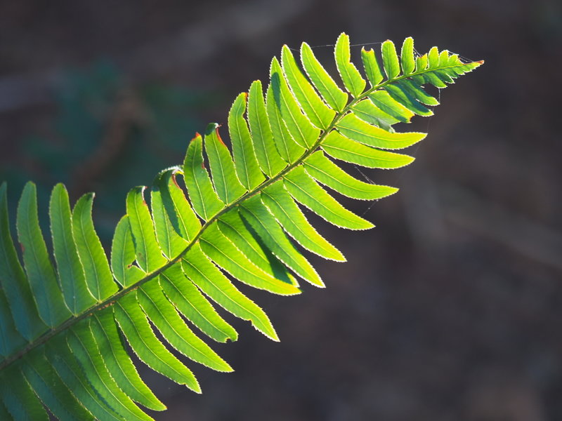 Possibly an Evergreen Sword Fern